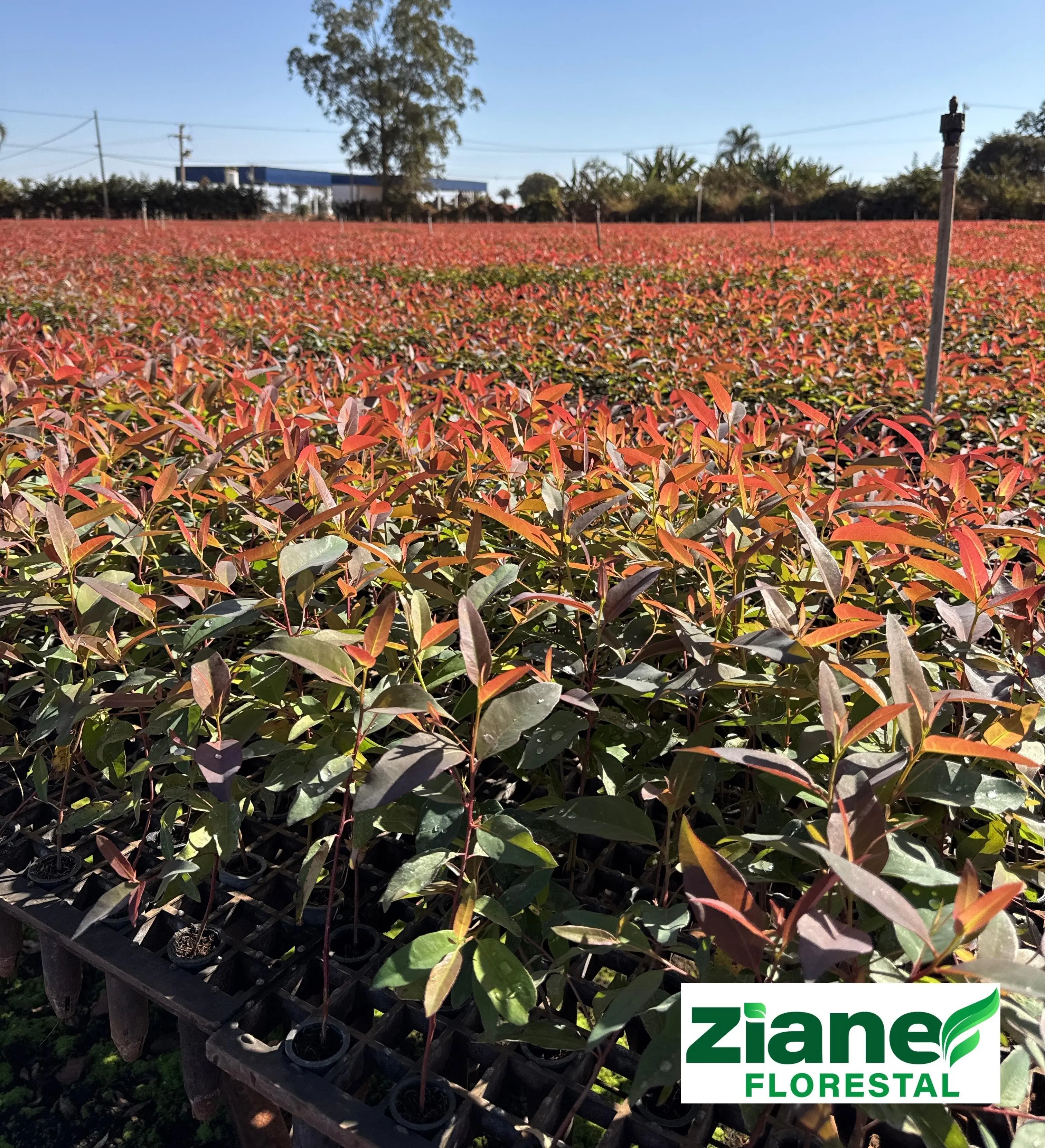 Complete Guide to Eucalyptus Clones