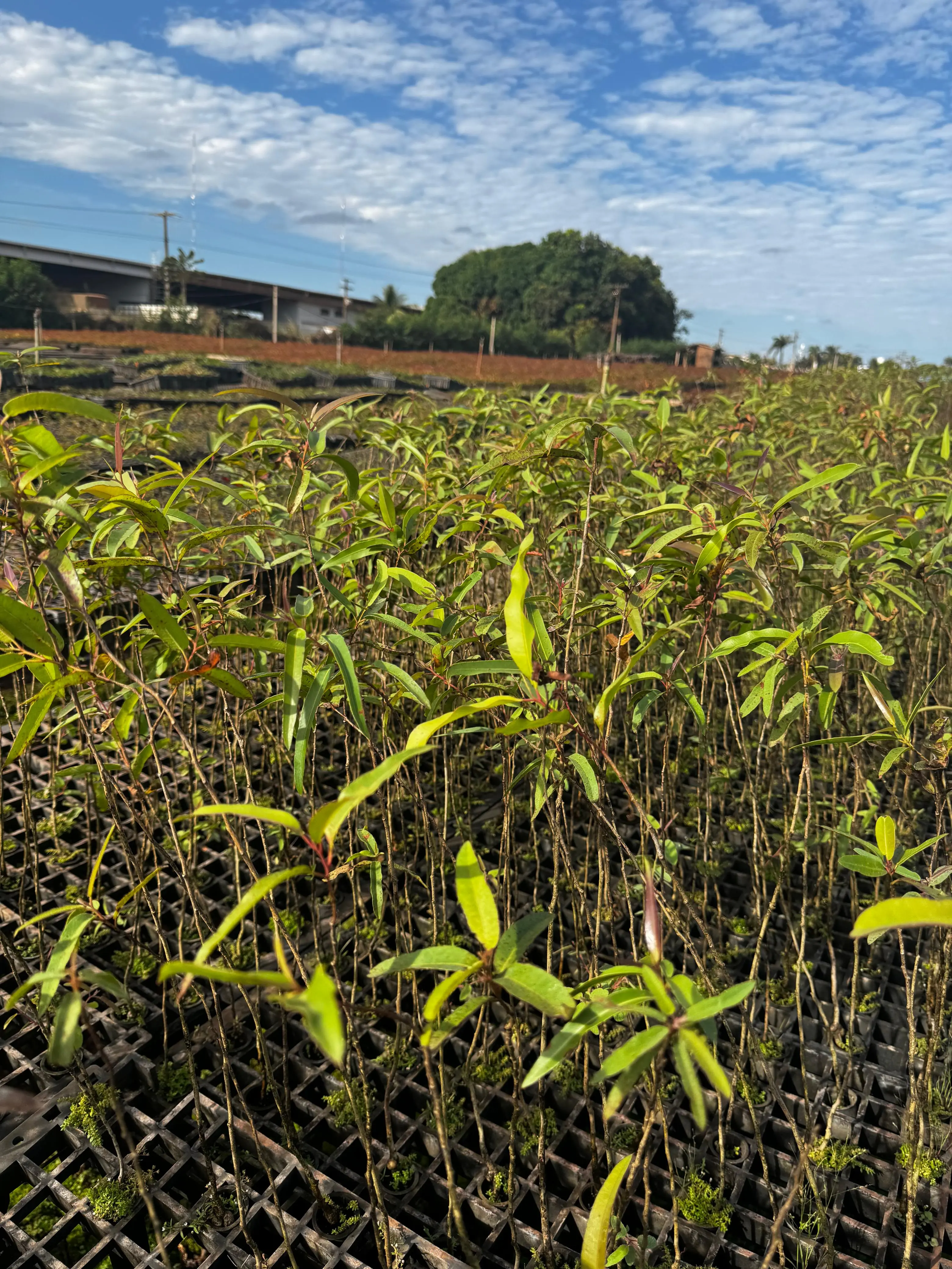 Imagem de Eucalyptus citriodora