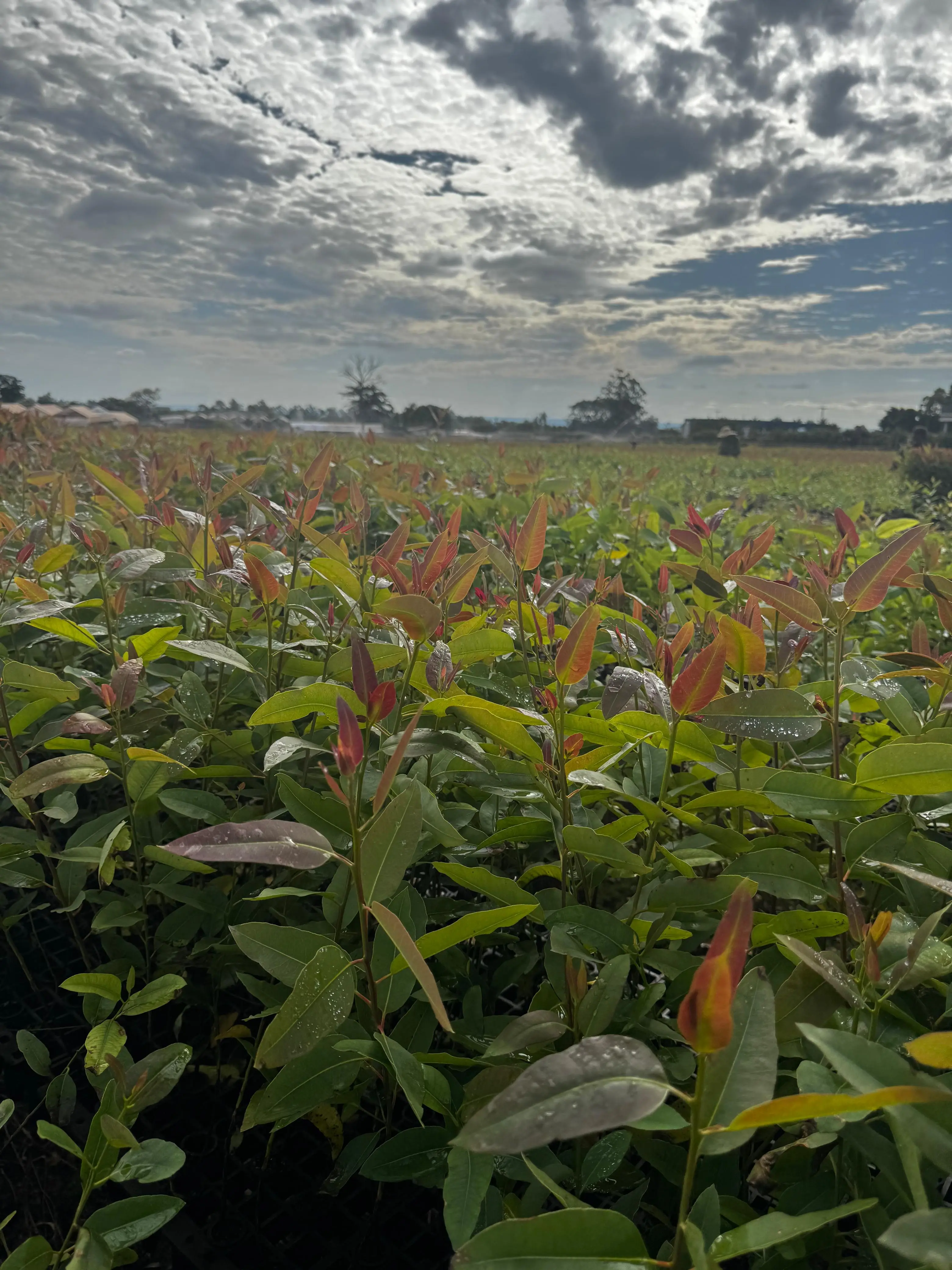 Imagem de Eucalyptus urocam (VM01)