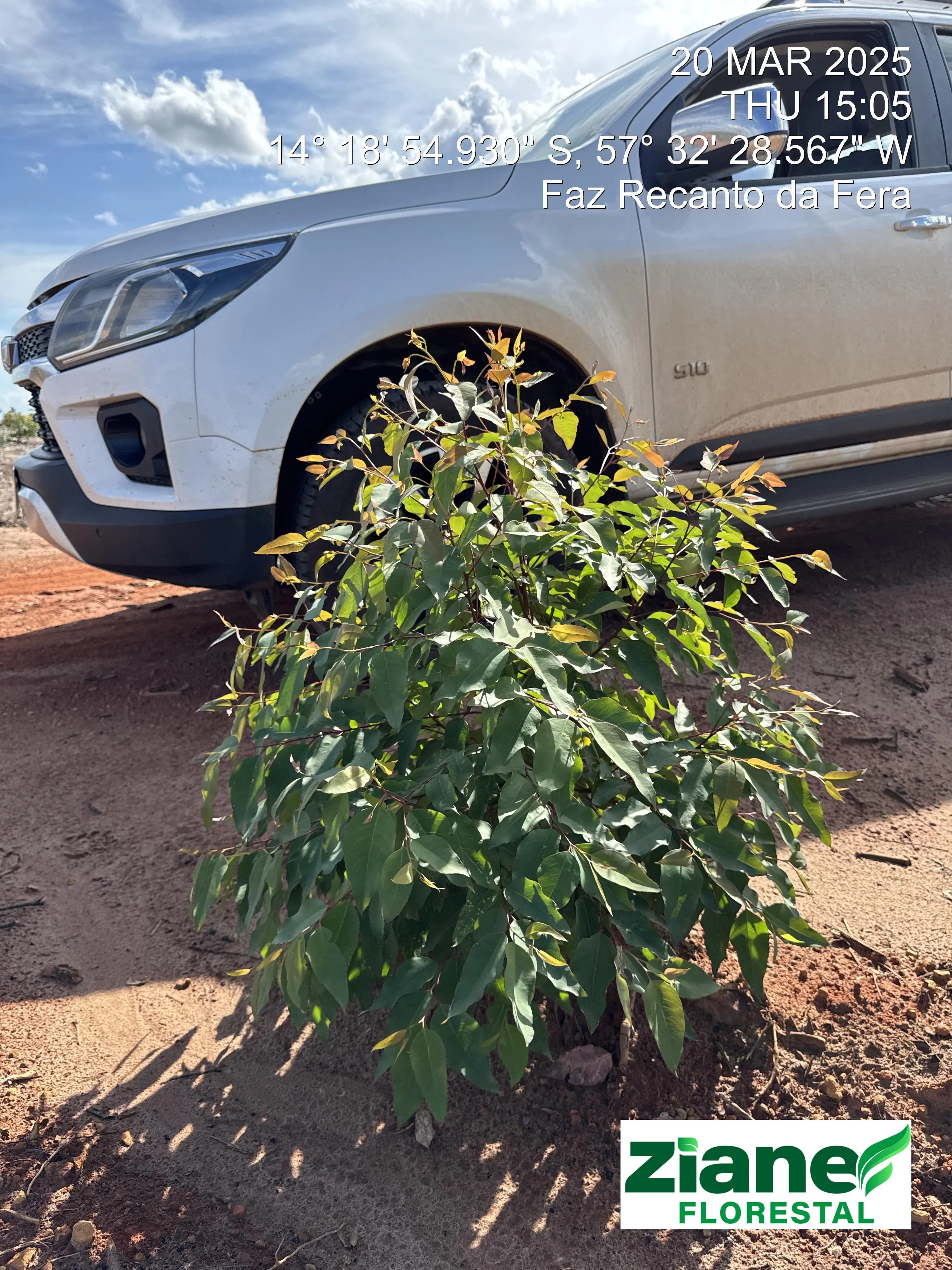 Eucalyptus forest planting